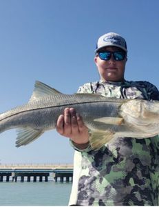 Reeling in the Catch of the Day, Snook