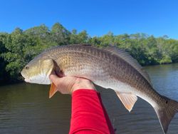 Redfish caught in Fort Myers