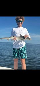Bonnethead shark caught while fishing in FL