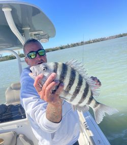Sheepshead fish caught while fishing in Fort Myers FL waters