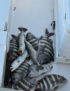Fresh caught sheepshead and speckled trout fish displayed in white cooler from Fort Myers FL fishing trip