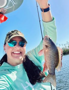 Photograph of a Grey Snapper fish measuring 12 inches, caught while fishing in FL