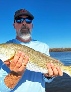 Redfish caught while fishing in FL