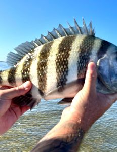 Sheepshead fish caught in FL