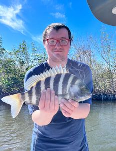 Sheepshead fish caught in Fort Myers