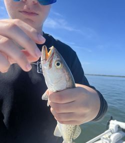 Spotted Weakfish caught while fishing in Fort Myers