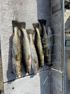 Two spotted weakfish in the water at Fort Myers