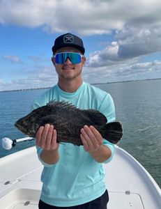 Tripletail fish caught while fishing in FL