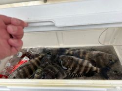 Two sheepshead fish caught in Fort Myers