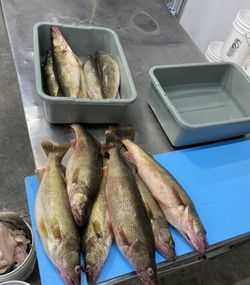6 fish caught while fishing in Lorain