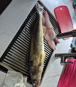 Bluefish caught while fishing in Lorain