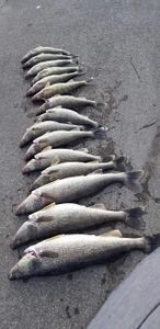 3 fish caught in OH