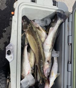 3 fish caught in Lorain