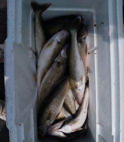 Four anglers fishing in OH