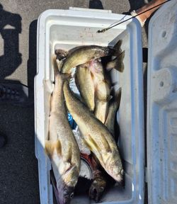 4 fish caught on a fishing trip in OH
