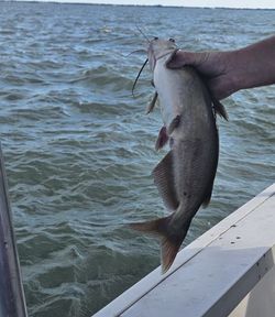 Blue catfish caught fishing in OH