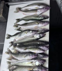 8 fish caught while fishing in OH