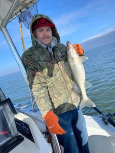 Sauger fish caught while fishing in OH