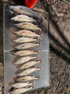 9 walleye and pike-perch fish caught in Toledo