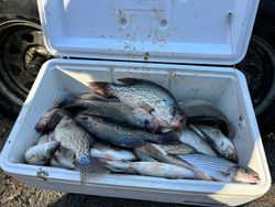 Crappie charters