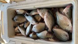 Cooler Full of Clarks hill Crappie