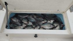 Clarks Hill Crappie Fishing