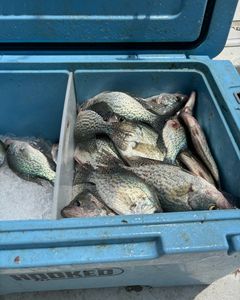 Two crappie fish caught in GA