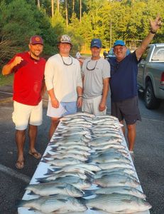 4 large wiper (hybrid striped bass) and striped bass fish caught in Thomson