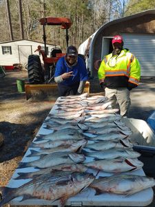 Striped bass, 47-inch fish, fishing in Thomson