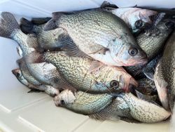 Fishing For Crappies In Georgia