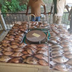 3 crappie fish caught in GA