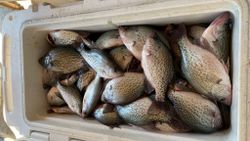 4 crappie fish caught fishing in GA