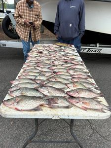 Two crappie fish caught while fishing in GA