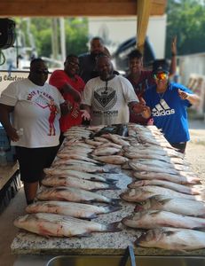 Three striped bass caught while fishing in GA