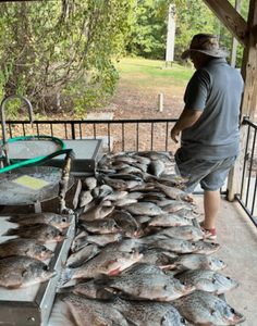 One fish caught in GA