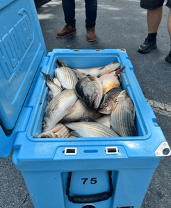 3 fish caught in GA while fishing