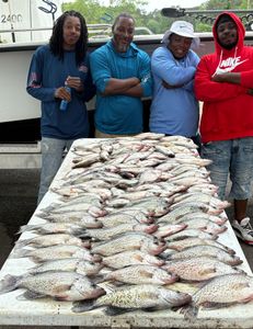 4 crappie fish caught in Georgia