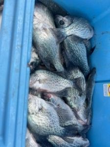 Fishing trip in GA