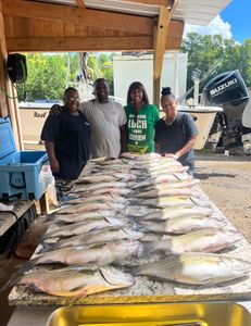 Striped bass and white bass caught in GA