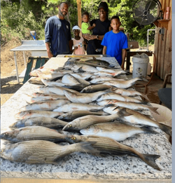 3 striped bass fishing in GA