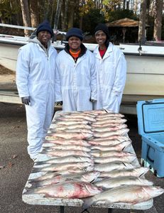 Two wiper (hybrid striped bass) fish caught in GA