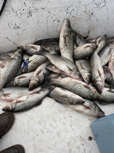 Blasted today with these striped bass and white bass using jigging and trolling!