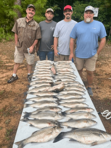 Three striped bass caught on a fishing trip in GA
