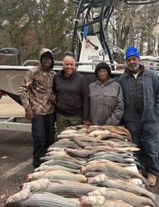 Three striped bass caught while fishing in GA