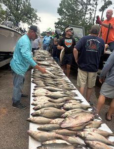 Three striped bass caught while fishing in Thomson