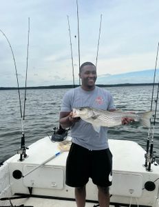 Striped bass caught while fishing in GA