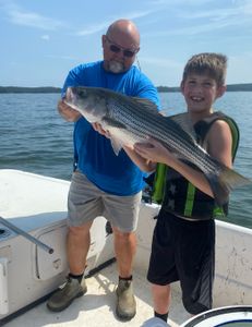 Striped bass caught in Thomson