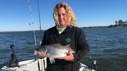 Striped bass caught while fishing in Thomson