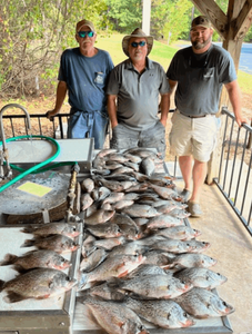 Three anglers with three large fish in Thomson