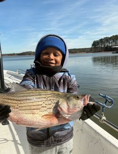 Wiper (hybrid striped bass) caught while fishing in GA
